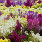 2000 NORTHERN LIGHTS Mix SNAPDRAGON Linaria Maroccana Flower Seeds