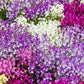 2000 NORTHERN LIGHTS Mix SNAPDRAGON Linaria Maroccana Flower Seeds