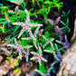 50 SEASTAR / WIDOWS Cross SEDUM Sea Star Stonecrop Sedum Pulchellum Flower Seeds