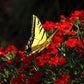 100 RED CARDINAL DIANTHUS Deltoides Flower Seeds