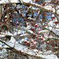 50 WASHINGTON HAWTHORN Crataegus Phaenopyrum Mayflower Shrub Tree Edible Fruit & White Flowers Seeds