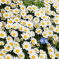 2000 OX EYE DAISY Marguerite Chrysanthemum Leucanthemum White Flower Seeds