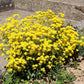 1000 GOLDEN TUFT ALYSSUM Basket of Gold Aurinia Saxatilis Yellow Flower Seeds