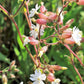 100 MAIDENSTEARS Silene Vulgaris aka Bladder Campion Maidens Tears Pink & White Flower Seeds