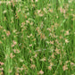 1000 SOFT RUSH (Common Rush) Juncus Effusus Ornamental Grass Seeds