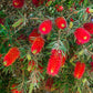 40 CRIMSON BOTTLEBRUSH Callistemon Citrinus Flowering Shrub Bush Small Tree Seeds