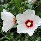 25 White & Hot Pink ROSE Of SHARON HIBISCUS Syriacus Flower Tree Bush Seeds