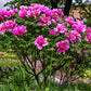 10 TREE PEONY Mountain Paeony Paeonia Suffruticosa Arborea Mixed Colors Red Pink White Purple Yellow Bicolor Flower Shrub Seeds