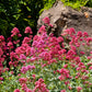 50 RED JUPITER'S BEARD Valerian Keys of Heaven Centranthus Ruber Flower Seeds