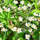 100 YELLOW WONDER STRAWBERRY Everbearing Heirloom Alpine Fragaria Vesca Yellow Berry Fruit Seeds