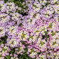 500 Sweet ALYSSUM PASTEL CARPET Mix Lobularia Maritima Flower Seeds