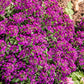 100 EASTER BONNET ALYSSUM Lobularia Maritima Bright Violet Purple Flower Seeds