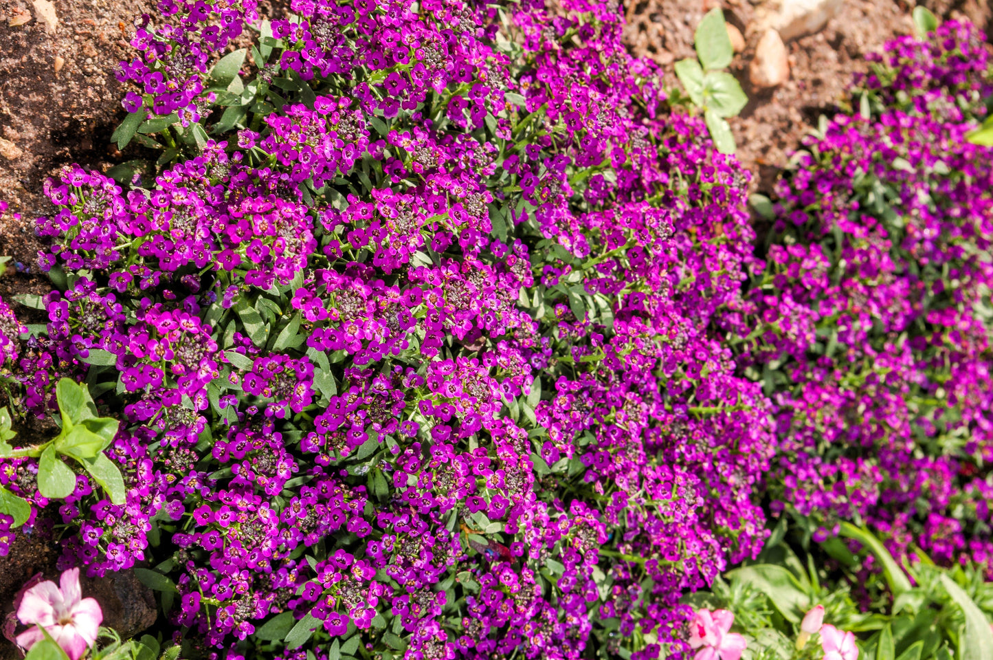 100 EASTER BONNET ALYSSUM Lobularia Maritima Bright Violet Purple Flower Seeds