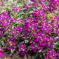 100 EASTER BONNET ALYSSUM Lobularia Maritima Bright Violet Purple Flower Seeds