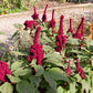 100 Organic ELEPHANT HEAD AMARANTHUS Amaranthus Gangeticus Burgundy Red Flower Seeds