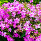 1000 TALL CATCHFLY (Campion / None So Pretty) Silene Armeria Pink Flower Seeds