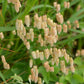 100 QUAKING GRASS (Rattlesnake Grass) Briza Maxima Seeds