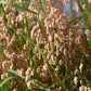 100 QUAKING GRASS (Rattlesnake Grass) Briza Maxima Seeds