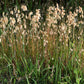 100 QUAKING GRASS (Rattlesnake Grass) Briza Maxima Seeds