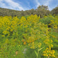 15 GIANT FENNEL Ferula Communis Gigantea Yellow Flower Herb Seeds