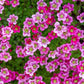 50 ROSE ROBE SAXIFRAGA Arendsii Mossy Rockfoil Evergreen Flower Seeds
