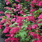 25 RED FLOWERING CURRANT Ribes Sanguineum aka Blood Currant Edible Fruit Blue Black Berries Shrub Seeds