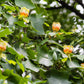 15 TULIP POPLAR TREE Yellow Flower Liriodendron Tulipifera Whitewood Seeds