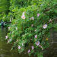 25 PINK SWAMP ROSE Rosa Palustris Flower Shrub Bush ( Average - Wet Soil ) Seeds