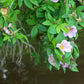 25 PINK SWAMP ROSE Rosa Palustris Flower Shrub Bush ( Average - Wet Soil ) Seeds