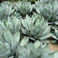 5  ARTICHOKE AGAVE Parry's Huachuca Agave Parryi Huachucensis Century Plant Succulent Cactus Seeds