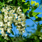 25 Flowering BLACK LOCUST TREE (Yellow Locust / False Acacia) Robinia Pseudoacacia Seeds
