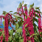 500 LOVE LIES BLEEDING Amaranthus Caudatus (Kiss Me Over The Garden Gate) Flower Seeds