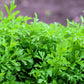 1500 WRINKLED CRINKLED CRESS Garden Lepidium Sativum Greens Vegetable Seeds