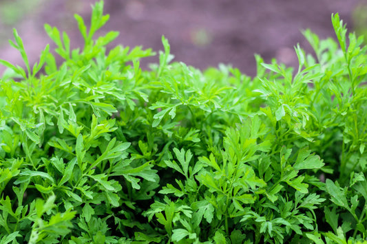 1500 WRINKLED CRINKLED CRESS Garden Lepidium Sativum Greens Vegetable Seeds