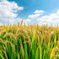 100 Long Grain BROWN WHITE RICE Oryza Sativa Vegetable Seeds