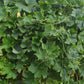 50 BANANA MELON Fruit Cucumis Melo Seeds