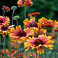 100 ARIZONA SUN GAILLARDIA Pulchella Indian Blanket Flower Seeds