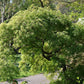 10 Upright GREEN LACELEAF MAPLE Japanese Seiryu Acer Palmatum Dissectum Viridis Tree Seeds