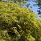 10 Upright GREEN LACELEAF MAPLE Japanese Seiryu Acer Palmatum Dissectum Viridis Tree Seeds