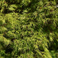 10 Upright GREEN LACELEAF MAPLE Japanese Seiryu Acer Palmatum Dissectum Viridis Tree Seeds