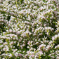 30 GERMAN STATICE White Sea Lavender Goniolimon Tataricum Limonium Flower Seeds