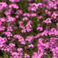 100 Victoria PINK FORGET Me NOT Myosotis Alpestris Shade or Sun Flower Seeds