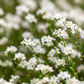 100 Victoria WHITE FORGET Me NOT Myosotis Alpestris Shade or Sun Flower Seeds