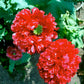 250 Organic PEONY POPPY MIX Papaver Paeoniflorum Mixed Colors Red, White, Pink, Black, Purple, Salmon, Bronze, Lilac, & Bicolor Flower Seeds