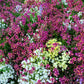 2000 Mixed MOROCCAN TOADFLAX / SNAPDRAGON Linaria Maroccana Flower Seeds