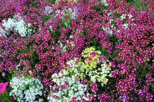 2000 Mixed MOROCCAN TOADFLAX / SNAPDRAGON Linaria Maroccana Flower Seeds