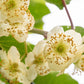 100 KIWI FRUIT Kiwi Actinidia Vine Seeds (Kiwifruit / Hardy Kiwi / Tara Vine / Yang Tao / Chinese Gooseberry / Chinese Strawberry)