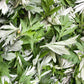 1000 JAPANESE MUGWORT Artemisia Princeps Korean Wormwood Yomagi Herb Yellow Flower Seeds