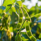 20 Edamame Green ENVY SOYBEAN Glycine Max Soy Bean Vegetable Seeds