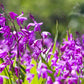 50 Hardy CHINESE GROUND ORCHID Bletilla Striata Purple Flower Seeds